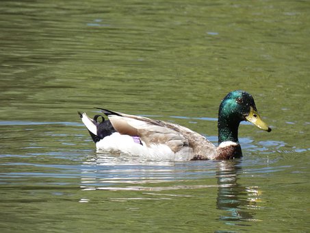 Stockente, Ente, Tier, Gefieder, Natur