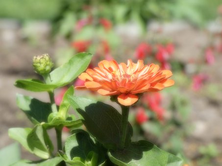 Blume, Orange, Pflanze, Natur, Garten