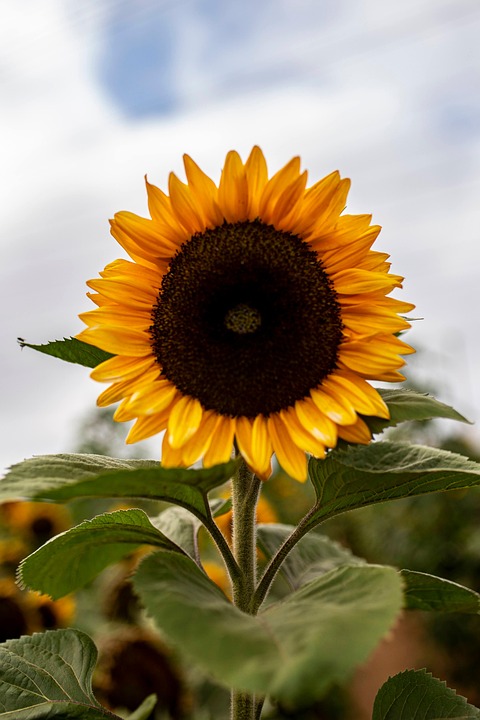 Sunflower Flower Yellow - Free photo on Pixabay - Pixabay