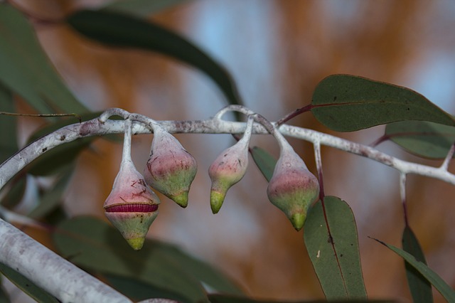 Free Flowers Plants photo and picture