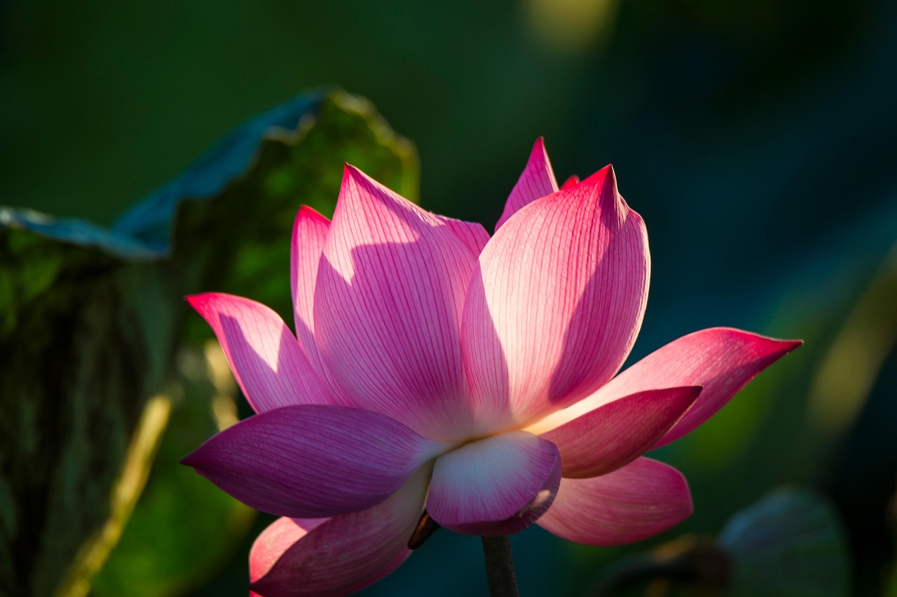 Loto Flor De - Foto gratis en Pixabay - Pixabay