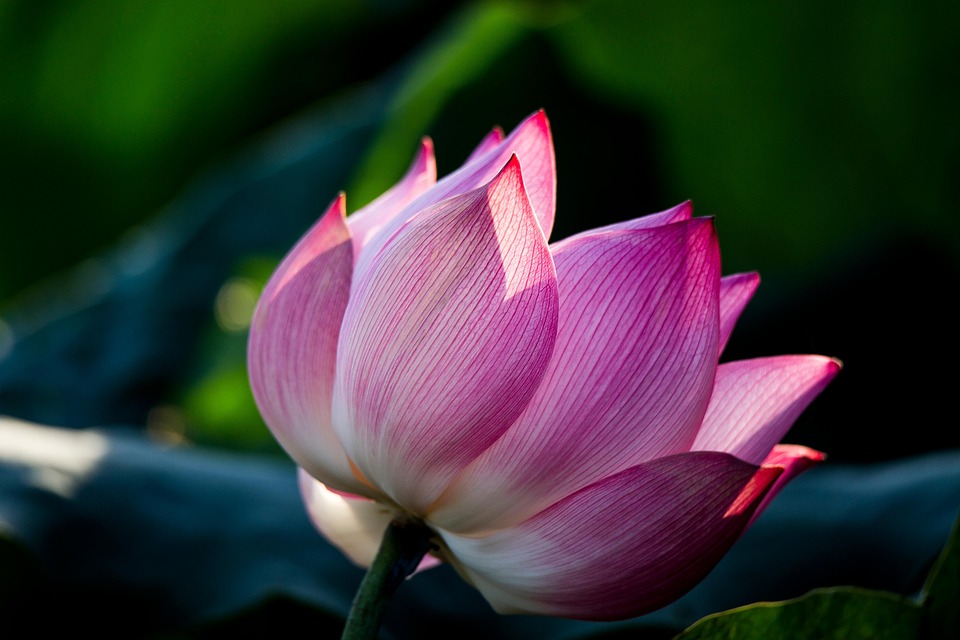 Lotus Fleur De - Photo gratuite sur Pixabay - Pixabay