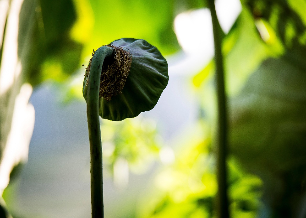 Lotus Seed Pod Plant - Free photo on Pixabay