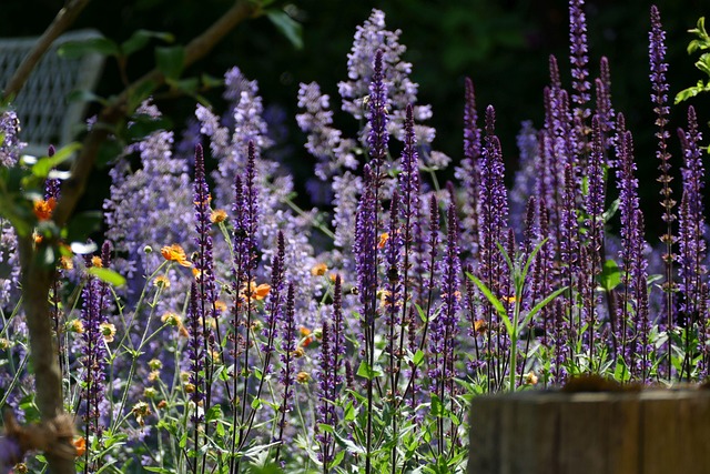 Free Flowers Plants photo and picture