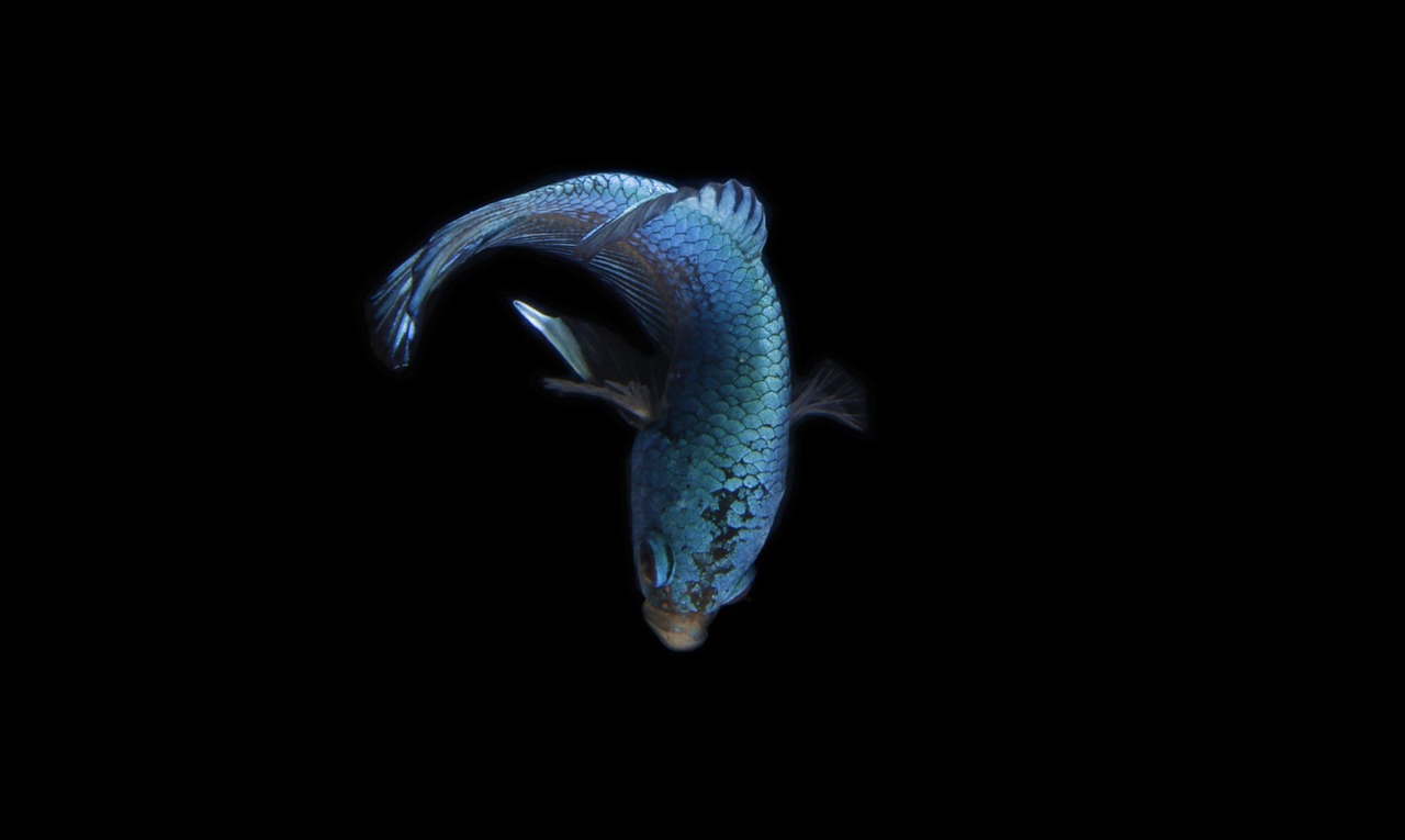 50,000+ Free Fish Background & Fish Images - Pixabay