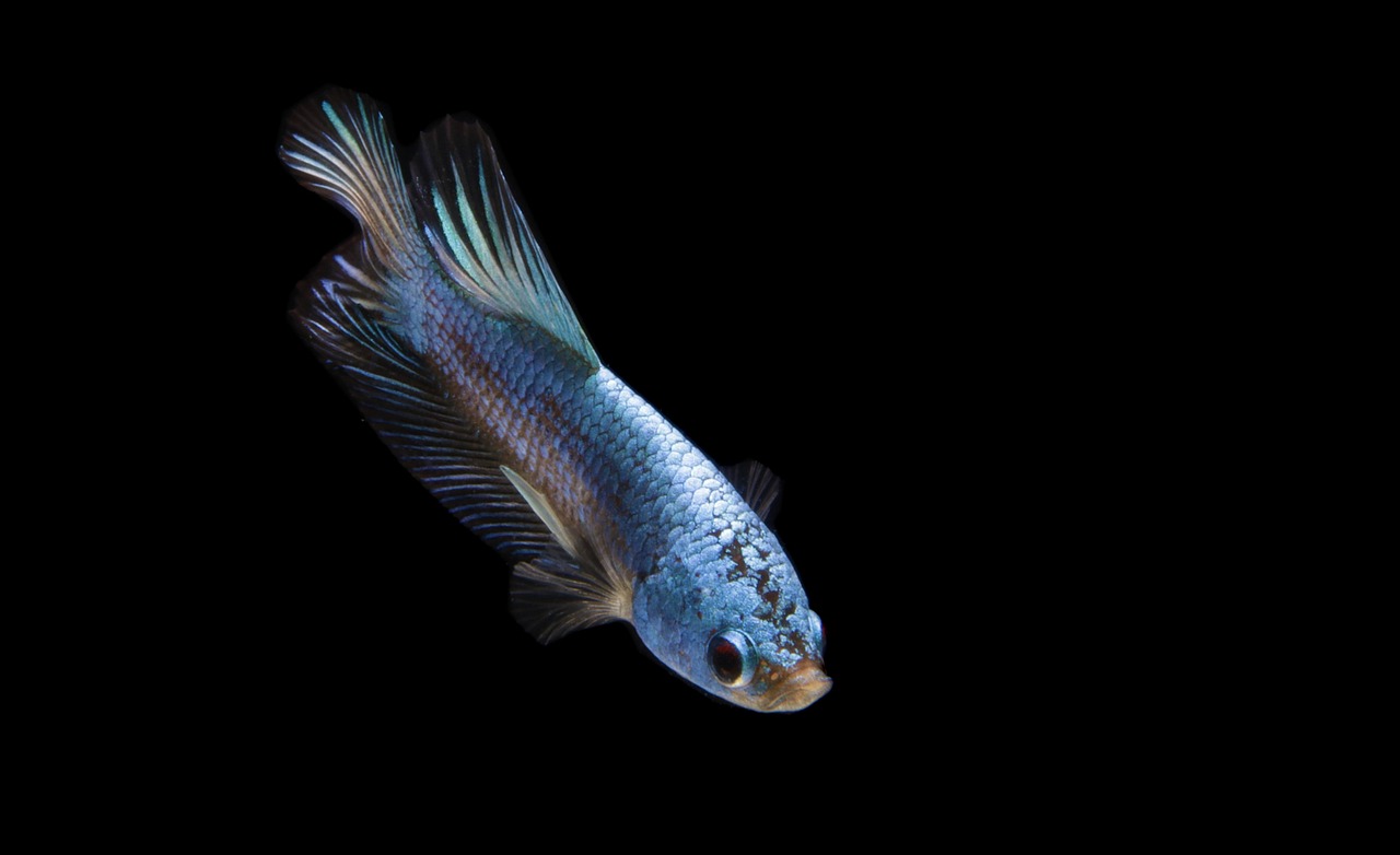Fish - free online jigsaw puzzle photo