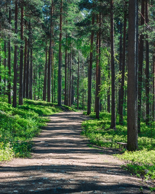 Free Forest Trees photo and picture
