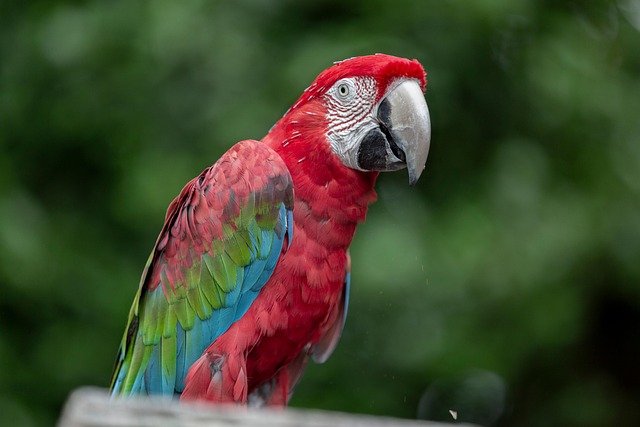 Free Parrot Bird photo and picture
