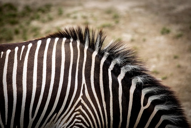 Free Zebra Animal photo and picture