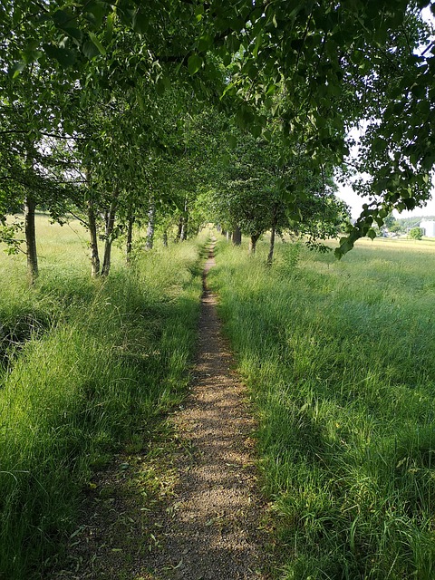 Free Griesbach Path photo and picture