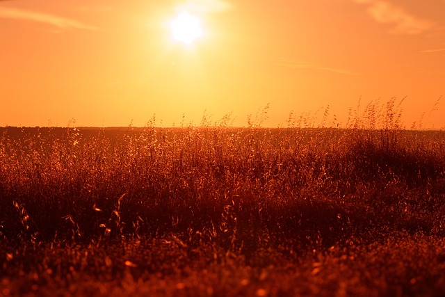 Free Field Meadow photo and picture