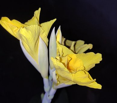 Canna, Blumen, Pflanze, Gelbe Blumen