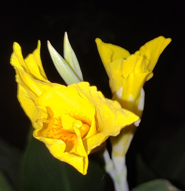 Canna, Blumen, Pflanze, Gelbe Blumen