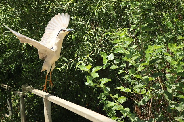 Free Bird Vegetation photo and picture