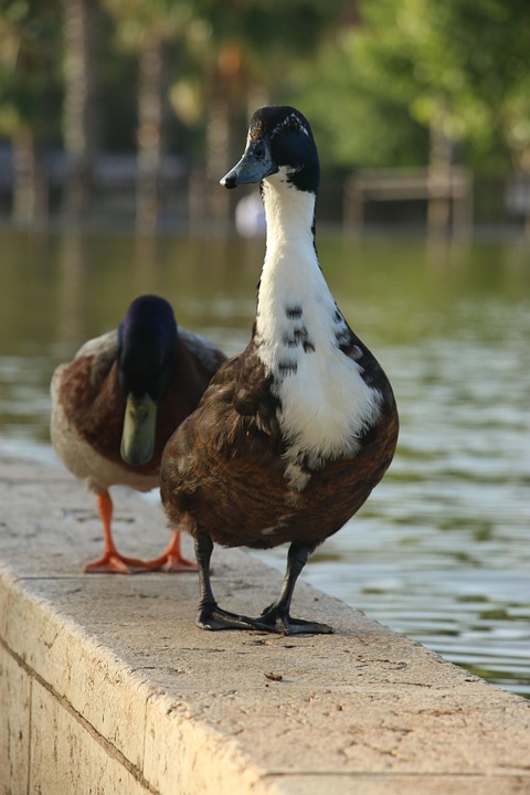 Ducks Birds Animals - Free photo on Pixabay - Pixabay