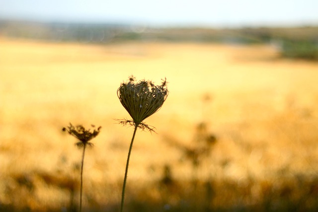 Free Flower Beautiful Flowers photo and picture