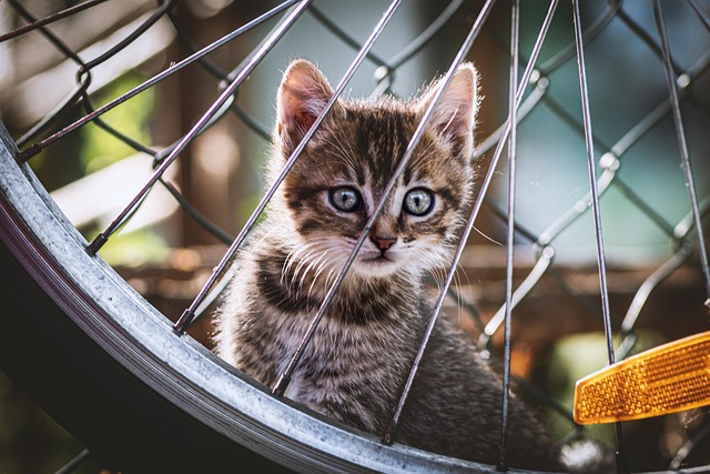 Free Cat Kitten photo and picture Free Cat Kitten photo and picture