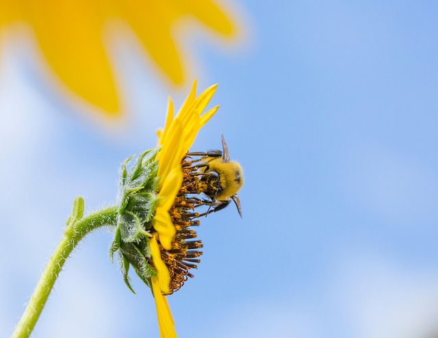 Humle, Bie, Insekt, Pollinere