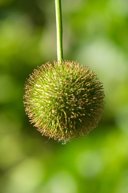 Free Sycamore Tree Fruit photo and picture