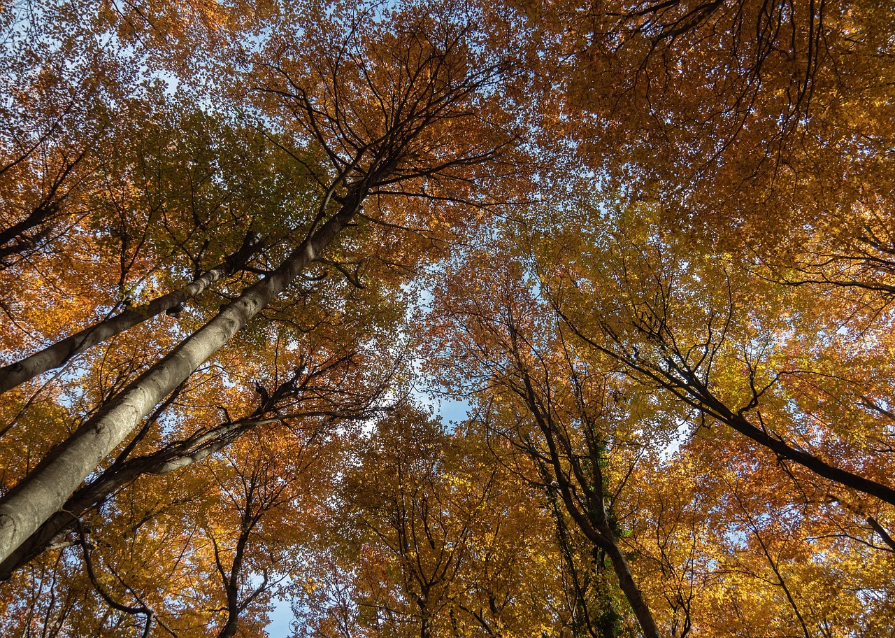 Trees Forest Foliage - Free photo on Pixabay - Pixabay
