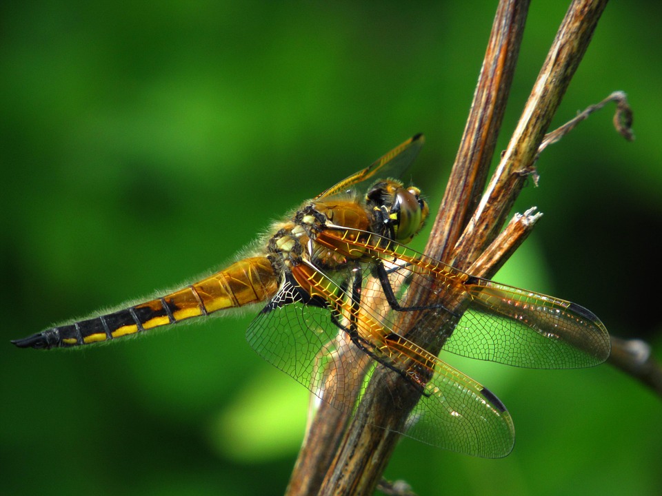 Dragonfly Insect Macro - Free photo on Pixabay - Pixabay
