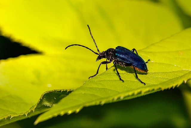 Free Beetle Insect photo and picture