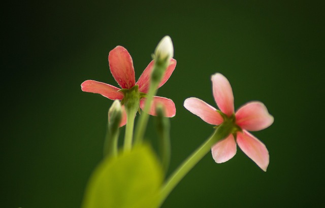 Free Rangoon Creeper Flowers photo and picture