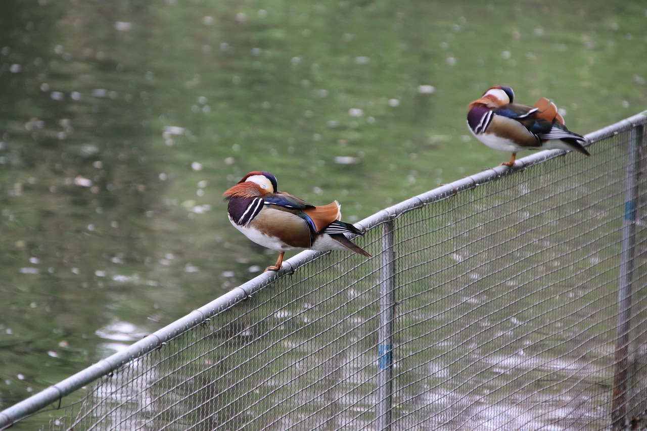 Ducks Birds Mandarin - Free photo on Pixabay - Pixabay