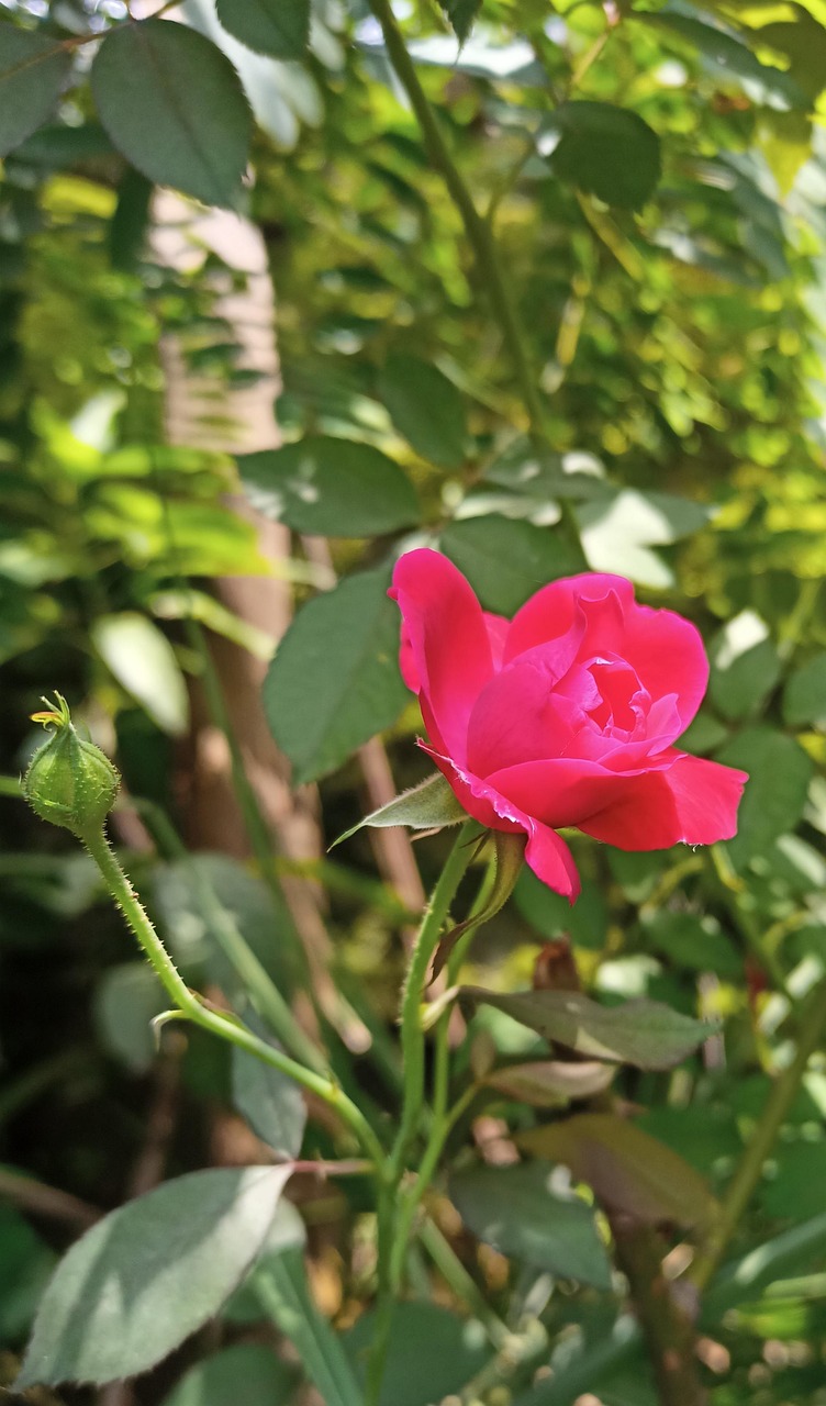Rose Fleur - Photo gratuite sur Pixabay - Pixabay