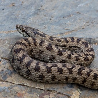 Free Snake Animal photo and picture