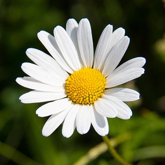 Free Daisy Flower photo and picture