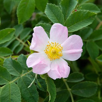 Free Dog-Rose Flower photo and picture