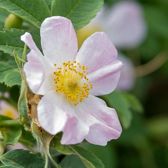 Free Dog-Rose Flower photo and picture