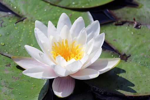 Åkande, Blomst, Lilje Puder, Hvid Blomst
