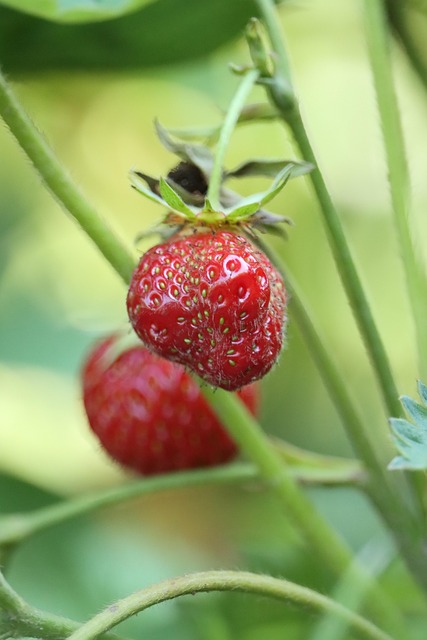 Free Strawberries Berries photo and picture