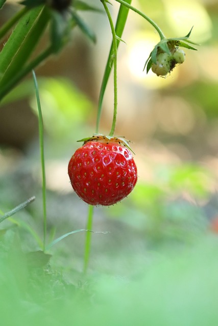 Free Strawberry Fruit photo and picture