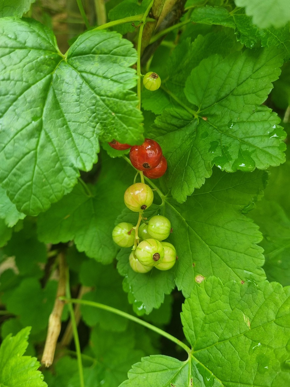 Grosellas Fruta Rojo - Foto gratis en Pixabay - Pixabay