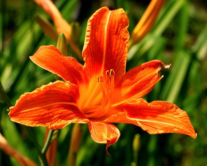 Lilie, Blume, Orange Lilie