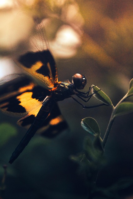Libelle, Insekt, Makro, Flügel