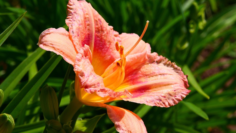 Daylily Flower Coral - Free photo on Pixabay