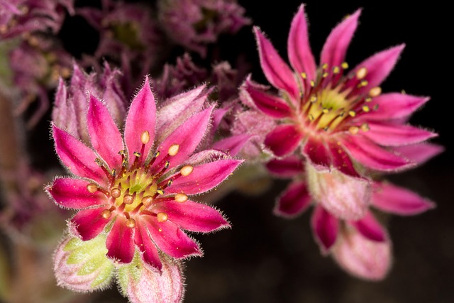 Free Flowers Petals photo and picture