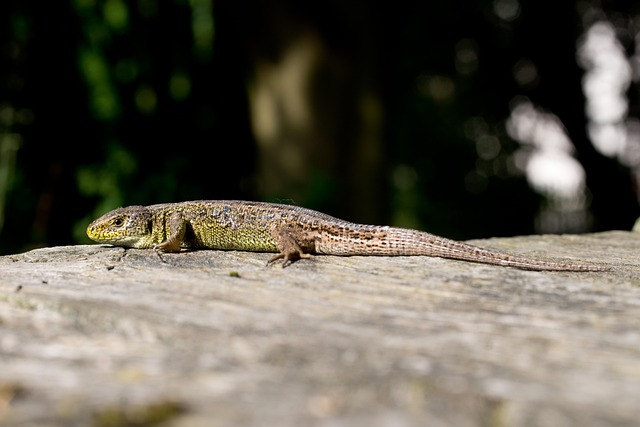 Free Lizard Reptile photo and picture