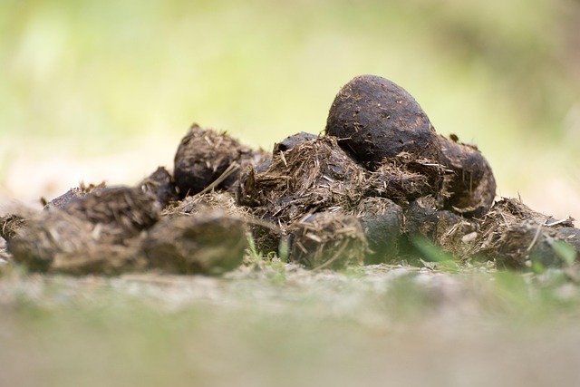 Free Horse Apples Horse Dung photo and picture