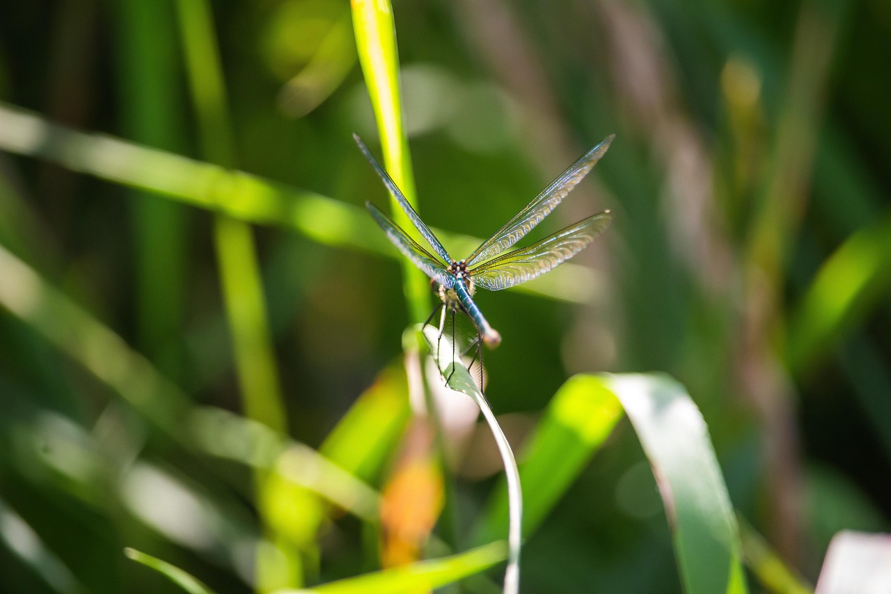 Dragonfly Insect Macro - Free photo on Pixabay - Pixabay