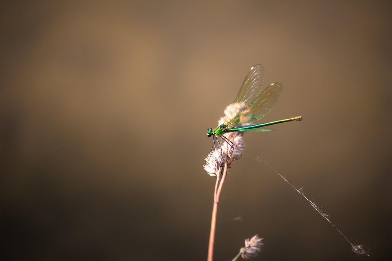 Dragonfly Insect Macro - Free photo on Pixabay - Pixabay