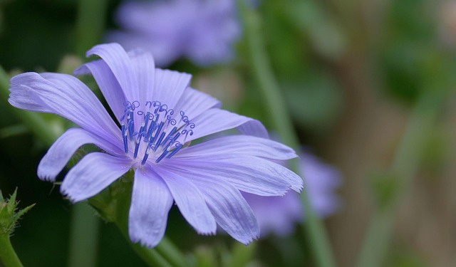 Free Chicory Flower photo and picture