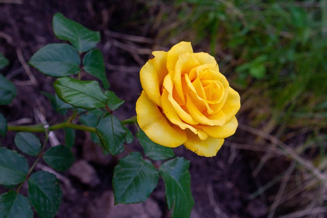 Free Rose Flower photo and picture