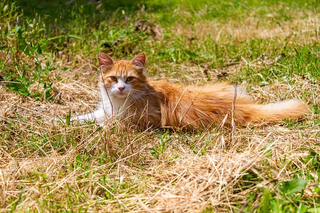 Free Cat Pet photo and picture
