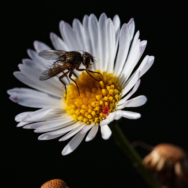 Inect Pollination Bee Insect Pollinate - Free photo on Pixabay - Pixabay