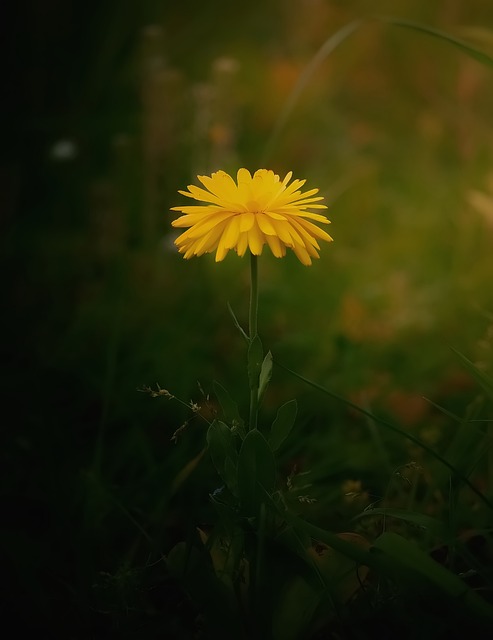 Free Dandelion Flower photo and picture
